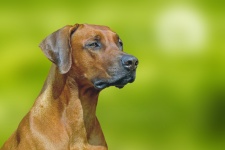 Retrato de Rhodesian Ridgeback do cão