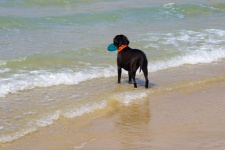 Chien avec frisbee à la plage
