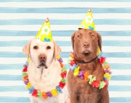 Perros en sombreros de fiesta