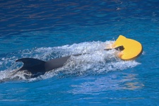 Delfinul înot cu bord galben
