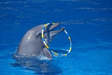 Dolfijn met ring over neus