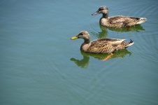 Ducks wading