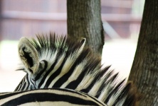 Orecchio e criniera di zebra