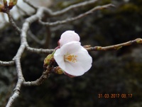 Floarea de primăvară devreme