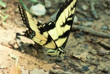 Tigre oriental Swallowtail Close-up