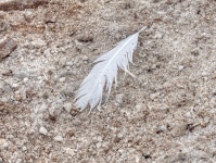 Feather in Sand