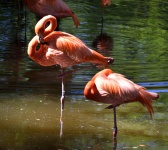 Flamingo tła