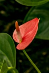 Floarea Flamingo