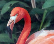 Flamingo akvarellmålning