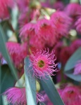 Flower Of Eucalyptus Tree