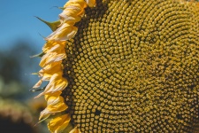 Kwiat Słonecznik