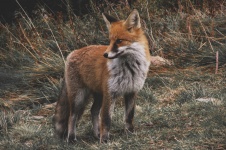Fox In Vintage Camouflage
