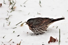 Fox Sparrow In Snow