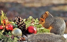 Fox Squirrel and Christmas Ornament