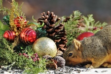 Fox Squirrel Christmas Dinner
