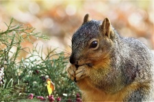 Fox Squirrel consumând semințe de floare