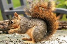 Fox Squirrel on Table