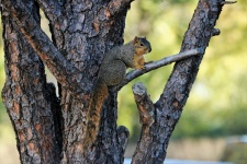 Fox Squirrel on Tree Branch
