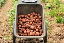Čerstvě vykopané brambory
