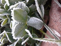Frost Covered Shamrock