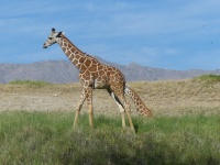 Girafa em uma savana