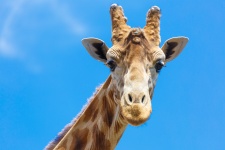 Giraffe portret