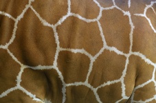 Pele de girafa