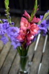 Kwiaty Gladiola