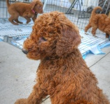 Puppy Goldendoodle