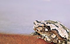 Gray Tree Frog Background