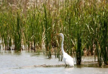 Great White Heron in Reeds