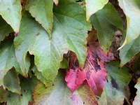 Folhas de uva verde e vermelha