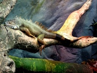 Grüner Leguan, der auf einem Zweig schlä