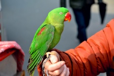 Groene papegaai 1