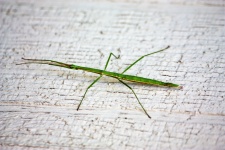 Green Walking Stick Bug