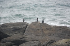 Group of cormorants on the rocks