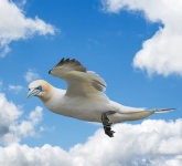 Gull Flying Blue Sky