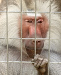 Hamadryas Baboon în Cage Close-up