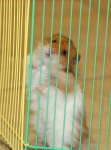 Hamster derrière les barres
