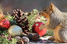 Fericit veveriță la Crăciun