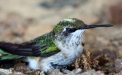 Kolibřík Close-up