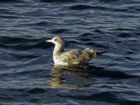 Unreife Seagull auf Wasser