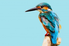 Kingfisher Ptak Niebieskie Niebo