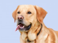 Portrait de chien Labrador Retriever