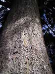 Grande tronco di albero nativo NZ