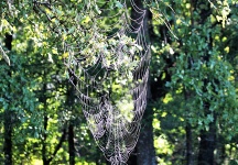 Large Spider Web in Tree