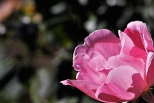 Light and Shadow on a Pink Rose