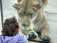 Lion and Child