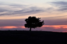 Piccolo albero di pino al tramonto