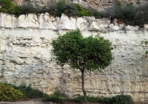 Árbol solitario contra el acantilado